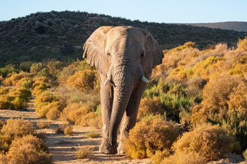 Elephant