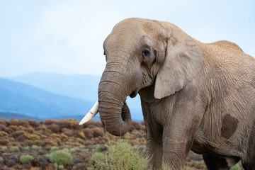 Fototapeta na wymiar One tusk elephant grazing