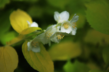 Fiori bianchi e profumati di un cespuglio di Cornus Alba Aurea in primavera: dettagli in primo piano