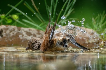 Linnet, Carduelis cannabina, male bathes in water bird waterhole. Czechia. Europe.