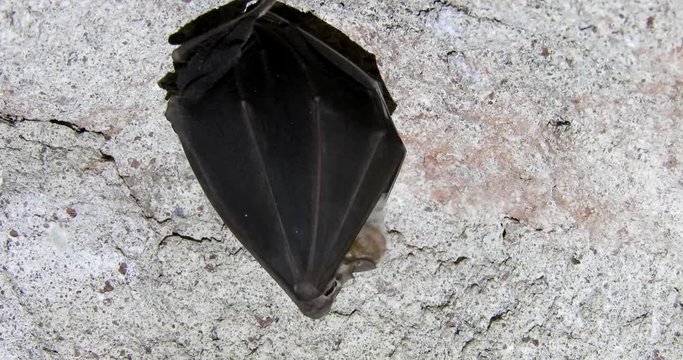 Greater Horseshoe Bat 4k Rhinolophus ferrumequinum