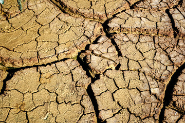 Dried earth with cracks on summer sunny day