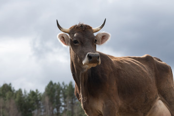 close-up portrait of horned cow outdoors on the grassland. The cow looks away