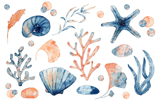 Watercolor set of isolated objects drawing blue and pink seashell, starfish and corals