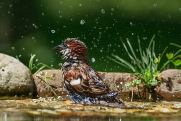 The House sparrow, Passer domesticus, male bathes in water bird waterhole. Czechia. Europe.