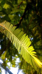 fern leaf in the forest