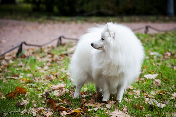 White Japanese Pomeranian walks in the Park on the grass