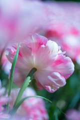 Fototapeta na wymiar Colorful beauty of seasonal blossom flowers