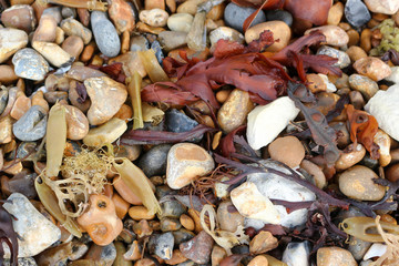 Lesser spotted catshark egg cases and various seaweeds amongst the pebbles on the beach
