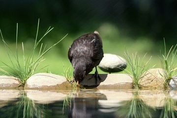 The male blackbird (Turdus merula) drinks water from bird's waterhole. Czechia. Europe.