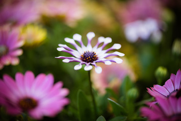 Obraz premium Colorful beauty of seasonal blossom flowers