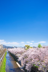 Fototapeta na wymiar 京都　天神川の桜