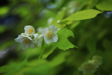 Fiori bianchi e profumati di un cespuglio di Cornus Alba Aurea in primavera: dettagli in primo piano