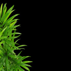 Green leaves of chameadorea palm in a corner decoration