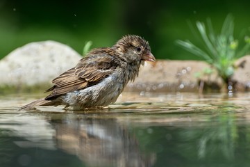 Young sparrow bathes in the water of a bird's waterhole. Reflection in water. Czechia. Europe.