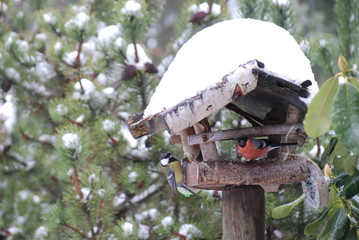 Gartenvögel im Winter