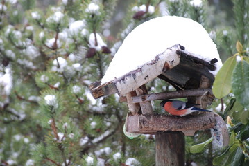 Gartenvögel im Winter