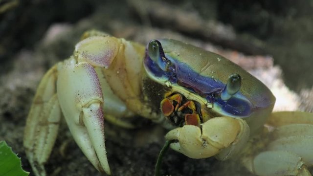 Land blue crab eats green leaf, extreme close up view. Costa Rica