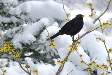 Gartenvögel im Winter