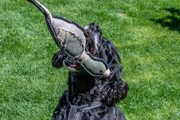 Working cocker spaniel dog