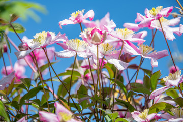 Spring flowers in bloom