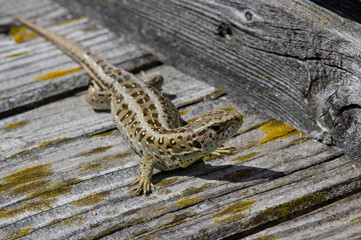 sand lizard on wooden terrace