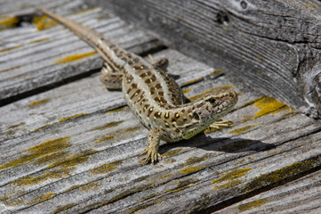 sand lizard on wooden terrace