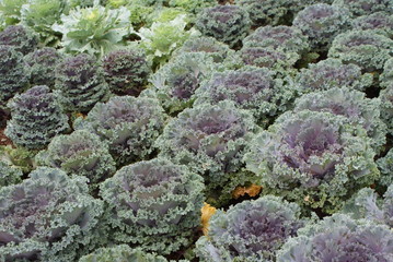 Selective focus of fresh cabbage in the garden, close up abstract soft focus background