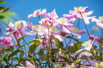 Spring flowers in bloom
