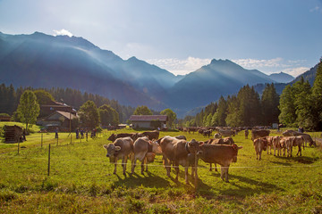 Viehscheid - Allgäu - Kühe - Hinterstein - Platz