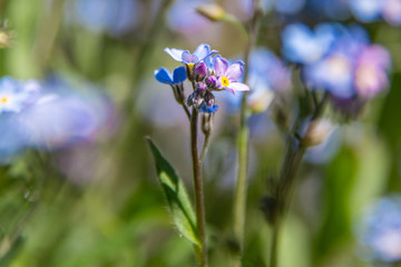 Spring flowers in bloom