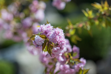 Colorful beauty of seasonal blossom flowers