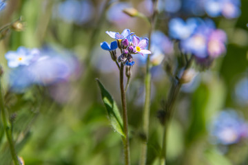 Spring flowers in bloom