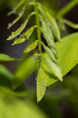 Raindrops on young green leaves of acacia