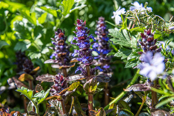 Spring flowers in bloom