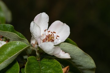 Quince tree branch with green leaves and a delicate flower with