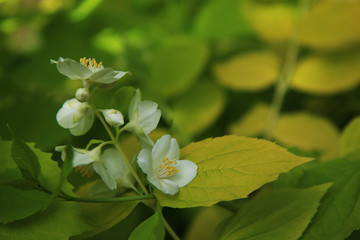 Fiori bianchi e profumati di un cespuglio di Cornus Alba Aurea in primavera: dettagli in primo piano