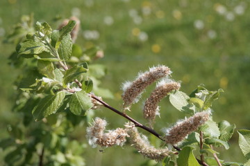 Insekten
