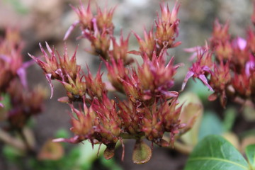 close up of a pink flower