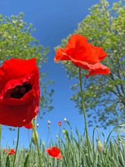 Obraz premium red flower nature