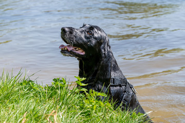 Working cocker spaniel dog