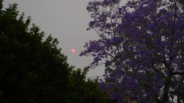 Dark sky because of bush fires in Australia