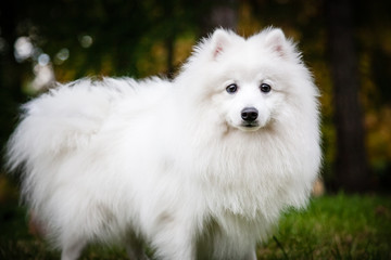 White furry Japanese Pomeranian sits in the Park