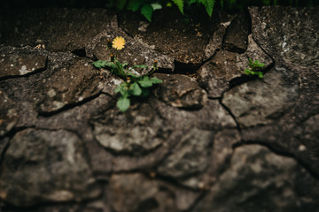 Löwenzahn, Steinmauer, Durchsetzten
