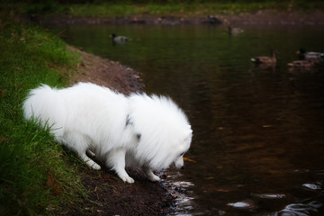 Fototapeta premium White furry Japanese Pomeranian walks along the lake in the Park
