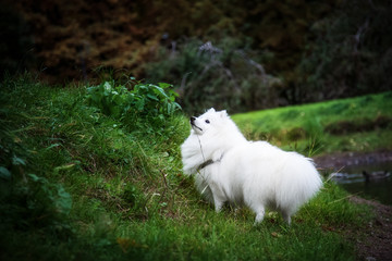 Fototapeta na wymiar White Japanese Pomeranian walks in the Park