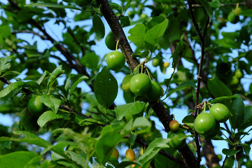 Berries of unripe cherry plum grow on a branch.