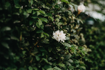 Weisse Blumenpracht, Garten, Rhododendron romantisch, melancholisch, verträumt
