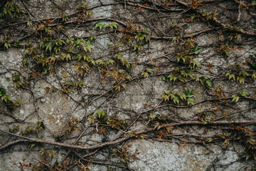 Efeuranke, Betonmauer, unscharfer Hintergrund, Wild, Garten, Stadtmauer