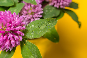 clover flowers with water droplets close-up